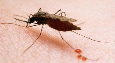 Un científico africano podría acabar con la malaria editando el ADN de un mosquito